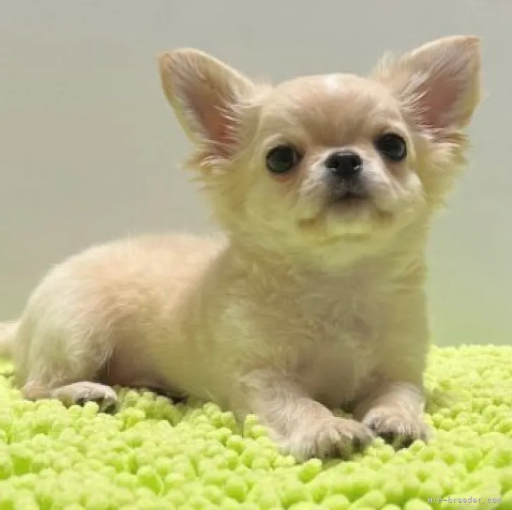 ID：2303-01015の子犬
