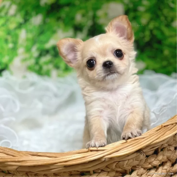 ID：2405-05147の子犬