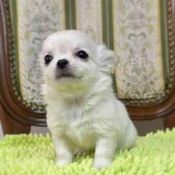 チワワ(ロング)【広島県・女の子・2023年10月5日・クリーム】の写真「甘えん坊で明るい子」