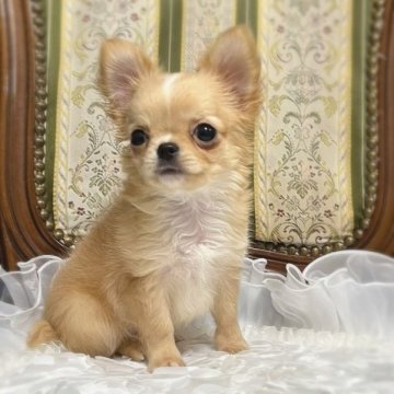 チワワ(ロング)【広島県・男の子・2023年6月6日・クリーム】の写真「ハイクオリティの子犬♡小ぶりサイズ」