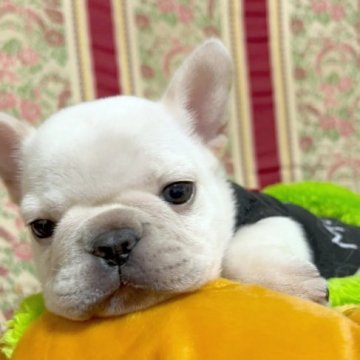 フレンチブルドッグ【広島県・女の子・2022年4月17日・クリーム】の写真「小さくて、お顔の可愛い子です」