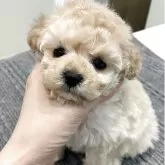 タイニープードル