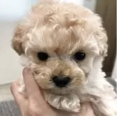タイニープードル