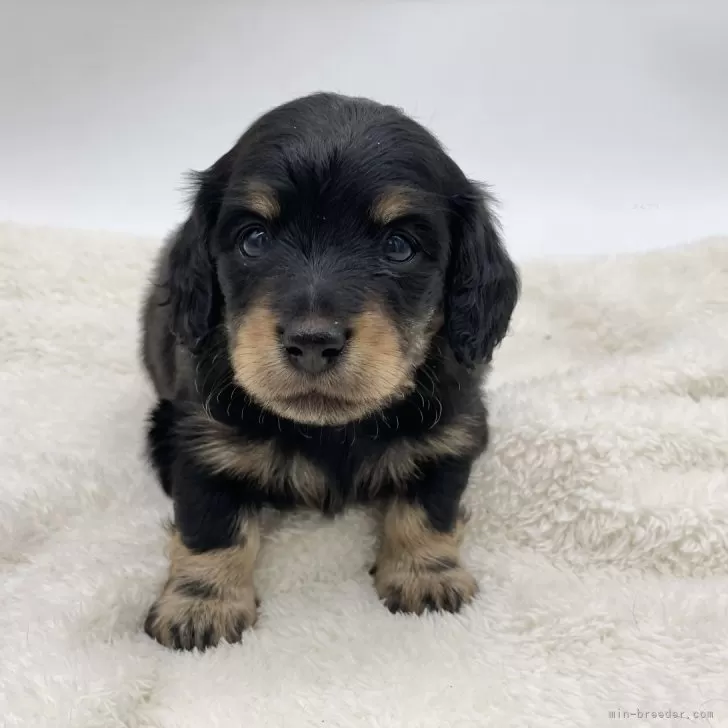 ID：2412-05362の子犬