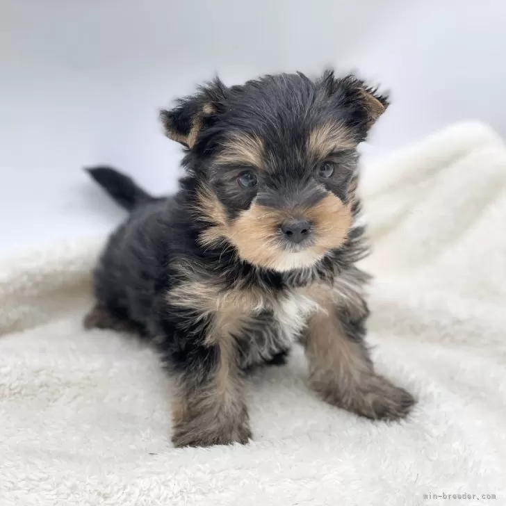 ID:2501-00773の子犬