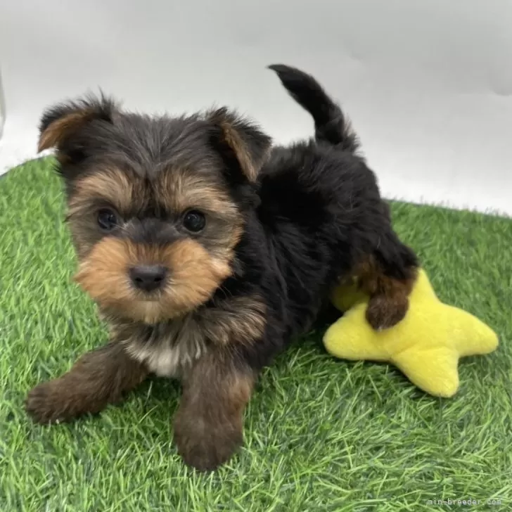 ID：2508-02760の子犬