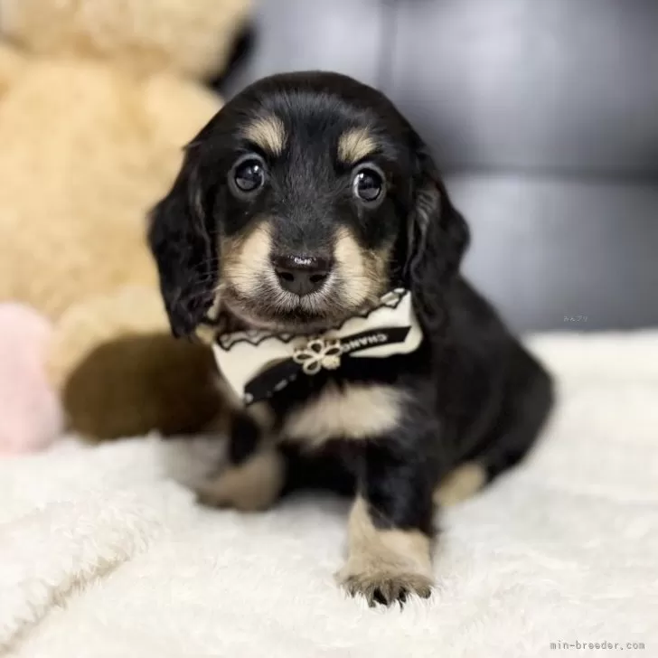 ミニチュアダックスフンド(ロング)【愛知県・女の子・2025年10月17日・ブラックタン】の写真1