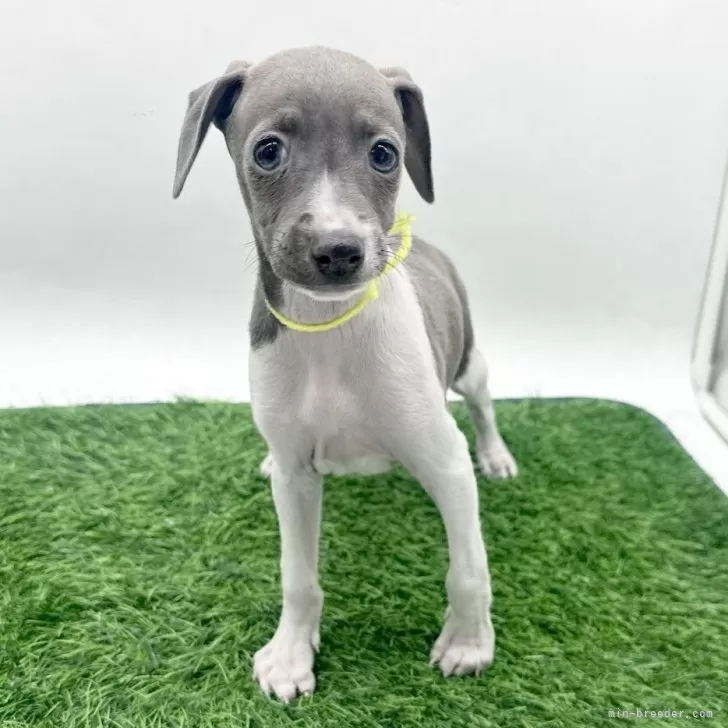 ID：2602-00224の子犬