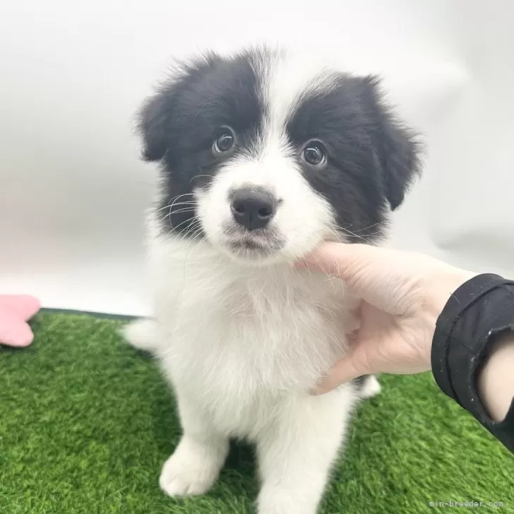 ID：2503-02565の子犬