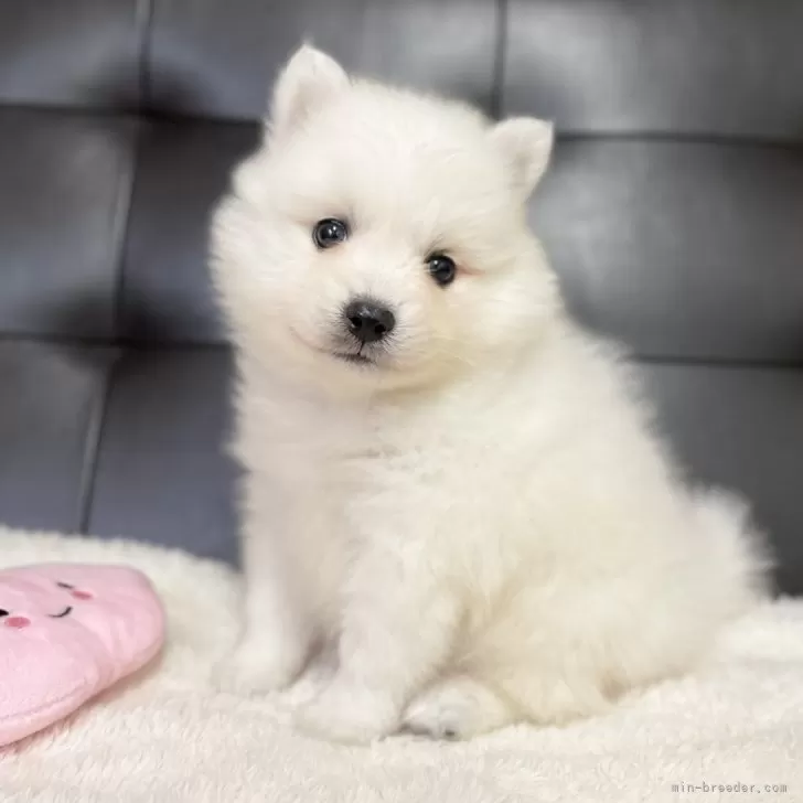 日本スピッツ【愛知県・女の子・2025年10月5日・ホワイト】の写真1