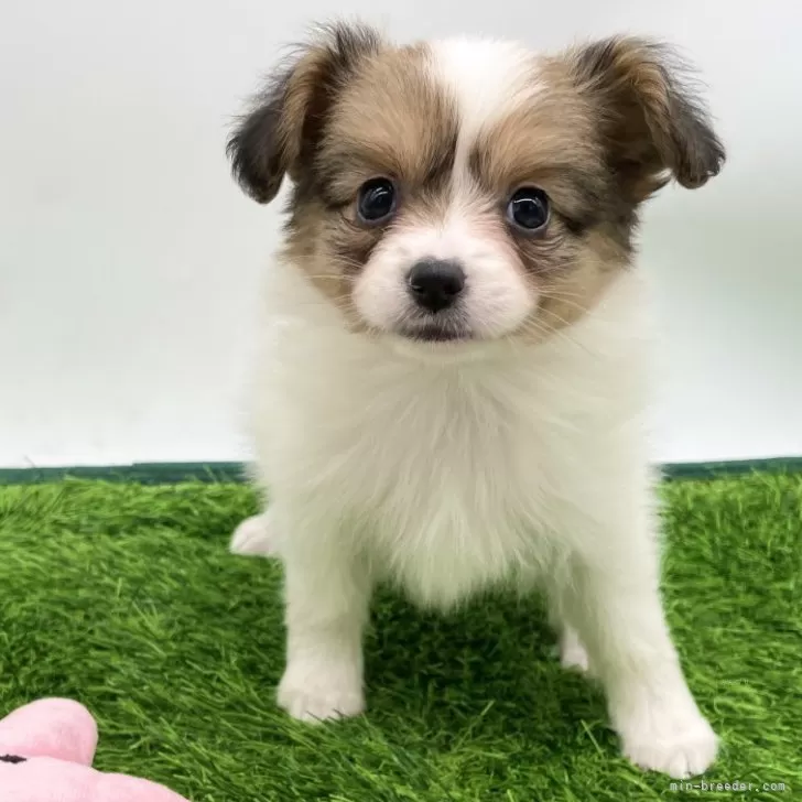 ID：2503-01312の子犬