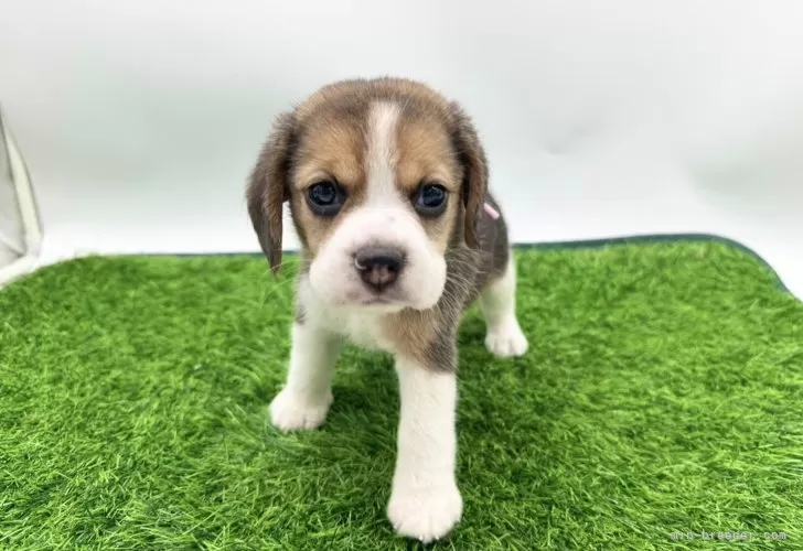 はる 様のお迎えした子犬