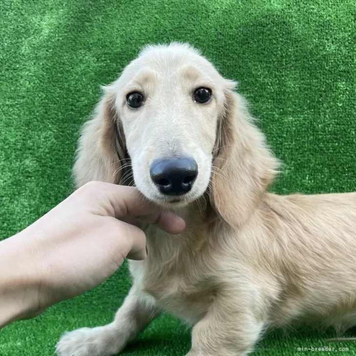 ID：2411-00110の子犬