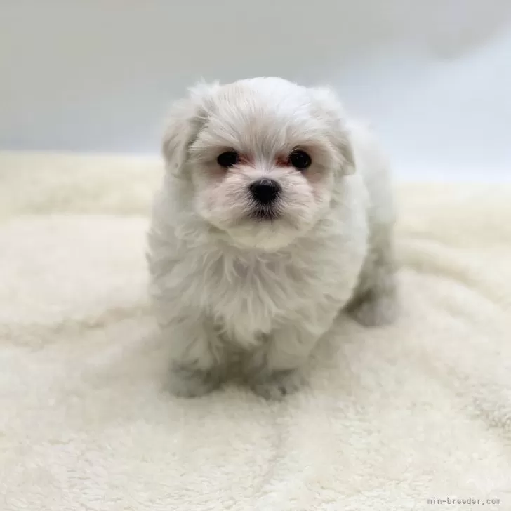 ID:2412-06132の子犬