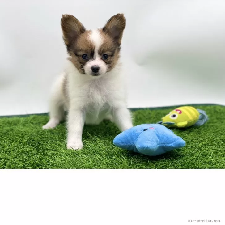 ID：2503-01297の子犬