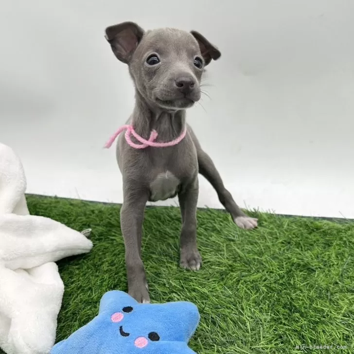 ID：2505-00780の子犬