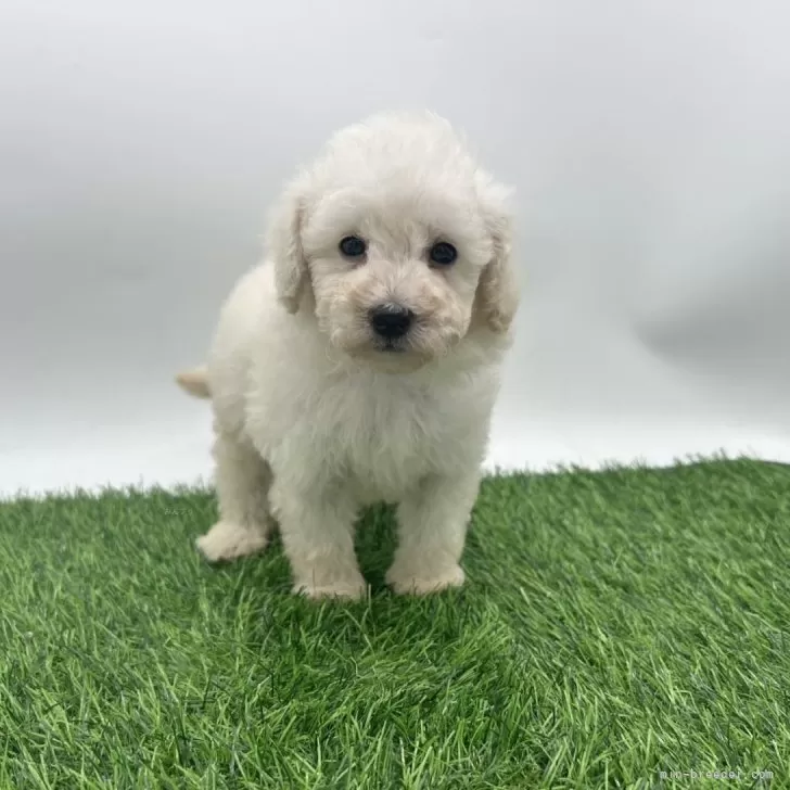 ID:2507-07773の子犬