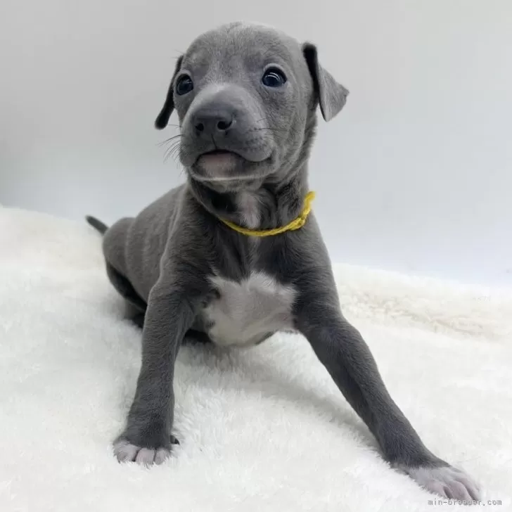ID:2501-06897の子犬