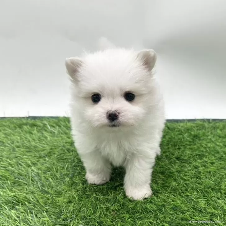 ID：2505-04316の子犬