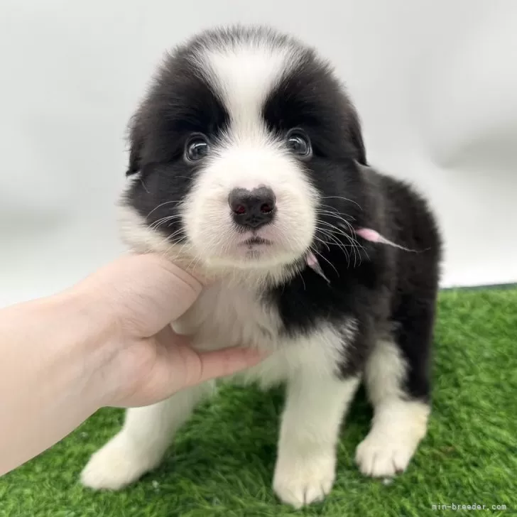 K.K 様のお迎えした子犬