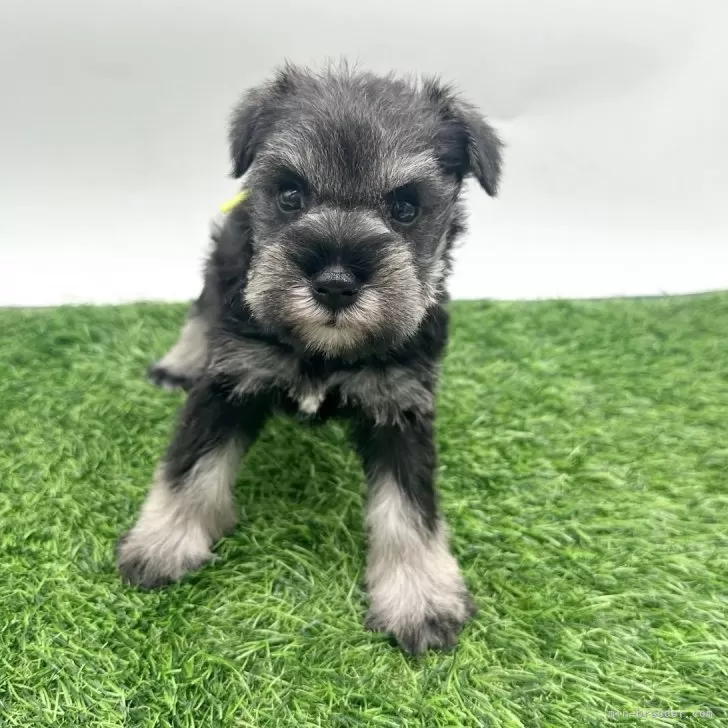 ミニチュアシュナウザー【愛知県・女の子・2025年9月21日・ソルト&amp;ペッパー】の写真1