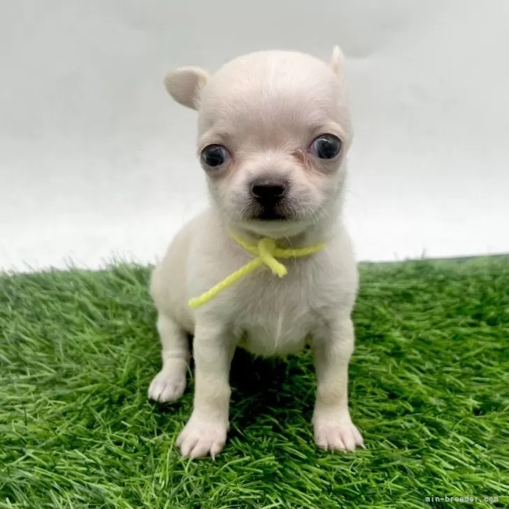 チワワ(スムース)【愛知県・女の子・2025年10月8日・クリーム】の写真1