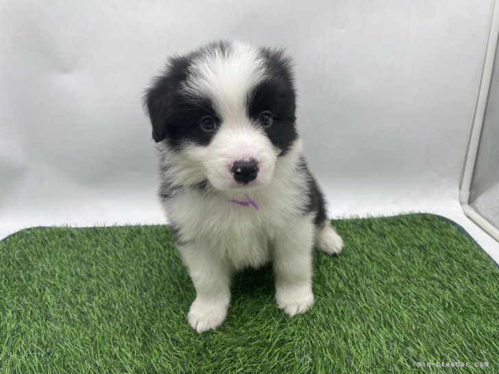 ブリーダー画像