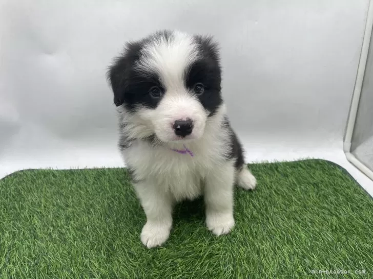 ボーダーコリー【愛知県・男の子・2025年10月25日・ブラック&amp;ホワイト】の写真1