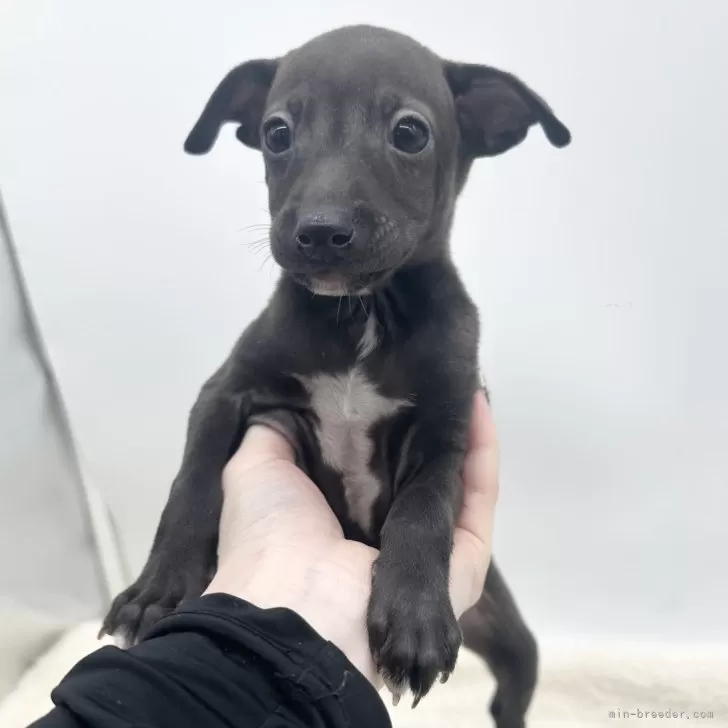 ID:2501-06889の子犬