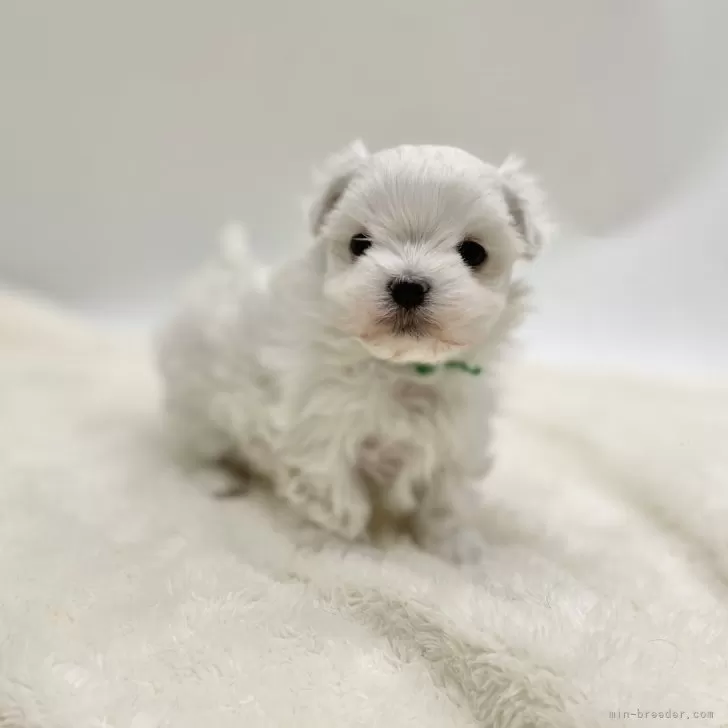 ID:2501-06635の子犬