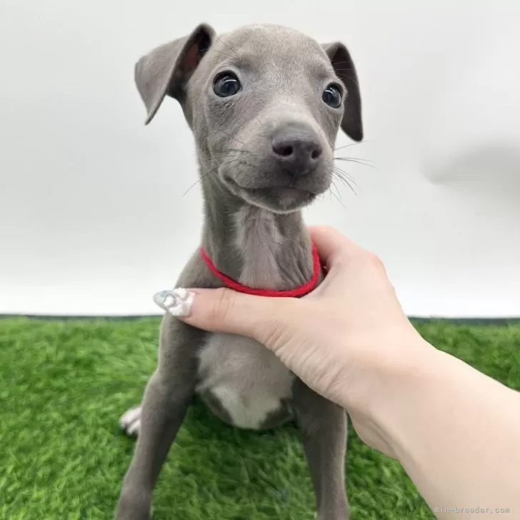 ID：2505-00783の子犬