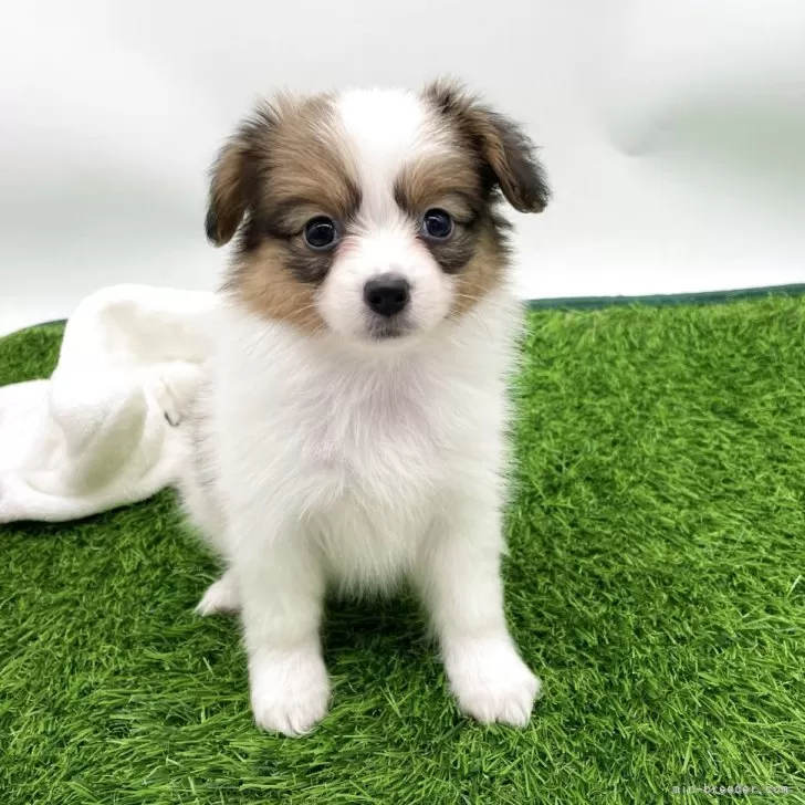 ID:2503-01338の子犬