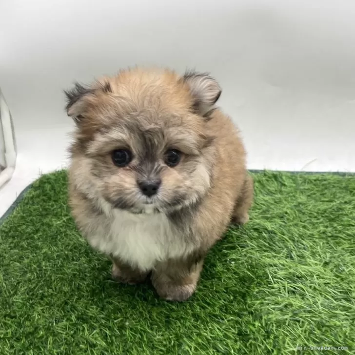 ポメマル(ポメラニアン×マルチーズ)【愛知県・男の子・2025年9月21日・セーブル】の写真1