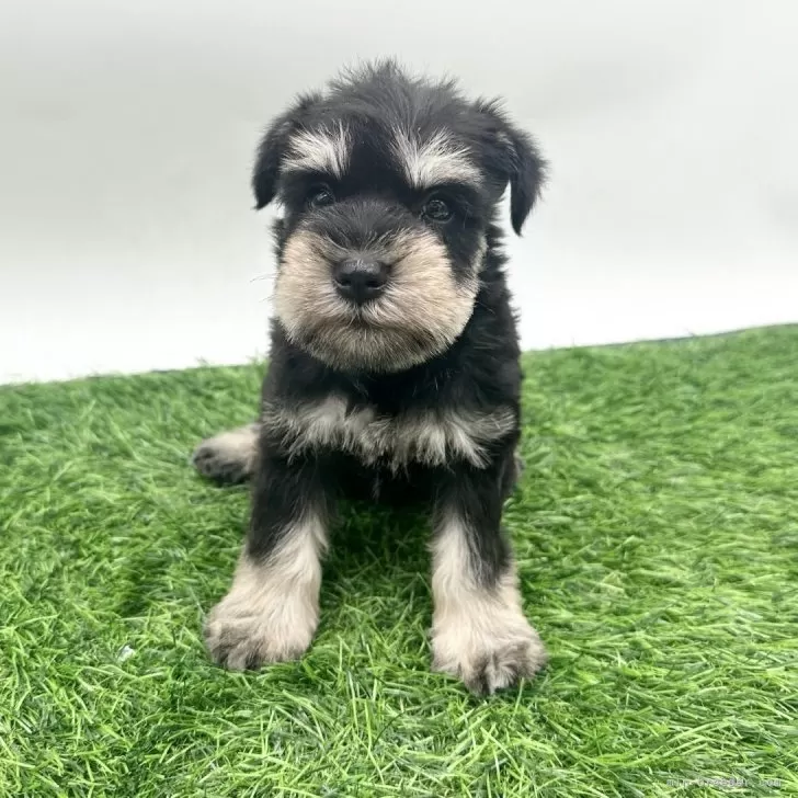 ミニチュアシュナウザー【愛知県・女の子・2025年9月21日・ブラックシルバー】の写真1