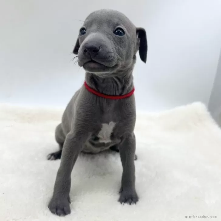 ID:2501-06900の子犬