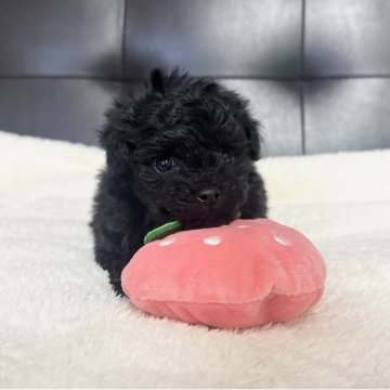 トイプードル(トイ)【愛知県・男の子・2025年10月31日・ブラック】の写真「12/28までご見学可能です✨」