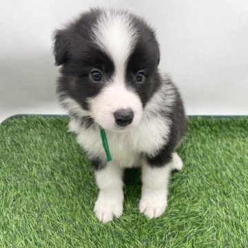 ボーダーコリー【愛知県・男の子・2025年10月25日・ブラック&ホワイト】の写真「12/21までご見学可能です✨」