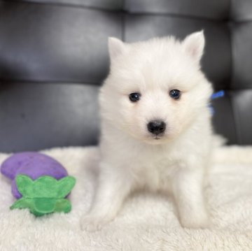 日本スピッツ【愛知県・男の子・2025年10月5日・ホワイト】の写真「おっとりした甘えん坊の男の子🩵12/1まで」