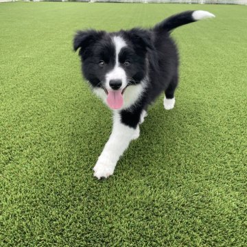 ボーダーコリー【愛知県・女の子・2025年3月1日・ブラック&ホワイト】の写真「きれいなフルカラーの女の子🎀」