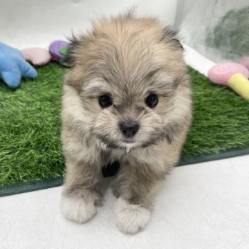 ポメマル(ポメラニアン×マルチーズ)【愛知県・女の子・2025年9月21日・セーブル】の写真「ふわふわ可愛い女の子🧡」