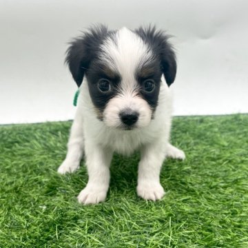 パピヨン【愛知県・男の子・2025年9月18日・トライカラー】の写真「人懐っこくて甘えん坊なパピヨンちゃんです🐾」