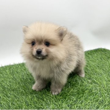 ポメラニアン【愛知県・男の子・2025年6月5日・クリームセーブル】の写真「ふわふわ‎🤍とっても可愛いです‎🤍」