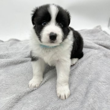 ボーダーコリー【愛知県・女の子・2025年2月15日・ブラック&ホワイト】の写真「フルカラー✨可愛い女の子です🎀」