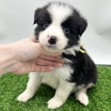 ボーダーコリー【愛知県・男の子・2025年3月30日・ブラック&ホワイト】の写真「とっても可愛いお顔の男の子✨️🩵」