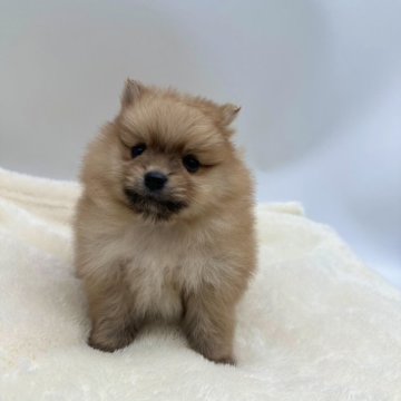ポメラニアン【愛知県・男の子・2024年11月2日・オレンジセーブル】の写真「可愛い両親からうまれました✨️」