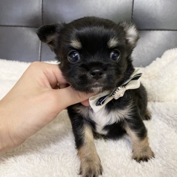 チワワ(ロング)【愛知県・男の子・2025年9月28日・ブラックタン】の写真「見ているだけで癒される♡小さな天使チワワ🪽」