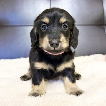 ミニチュアダックスフンド(ロング)【愛知県・女の子・2025年10月17日・ブラックタン】の写真「艶々な毛並み✨おっとり女の子💖12/14まで」