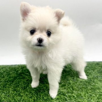 ポメチワ(ポメラニアン×チワワ)【愛知県・女の子・2025年9月17日・クリーム】の写真「フワフワ天使のチワポメ🪽🐾11/15まで」