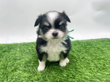 チワワ(ロング)【愛知県・男の子・2025年10月8日・パーティー】の写真「とっても愛らしいパーティーカラー🫶」