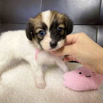 パピヨン【愛知県・女の子・2025年10月1日・ホワイト&ブラウン】の写真「しっぽフリフリ人懐っこくパピヨンちゃんです🐾」